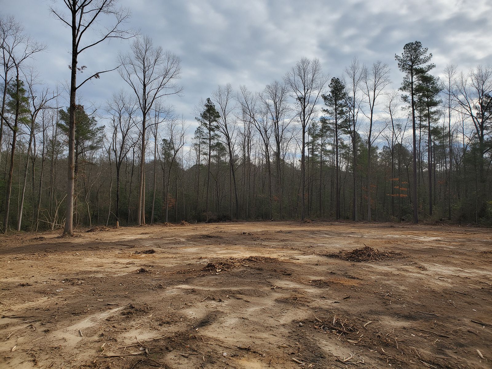 Clean mulched ground after briar and thicket clearing