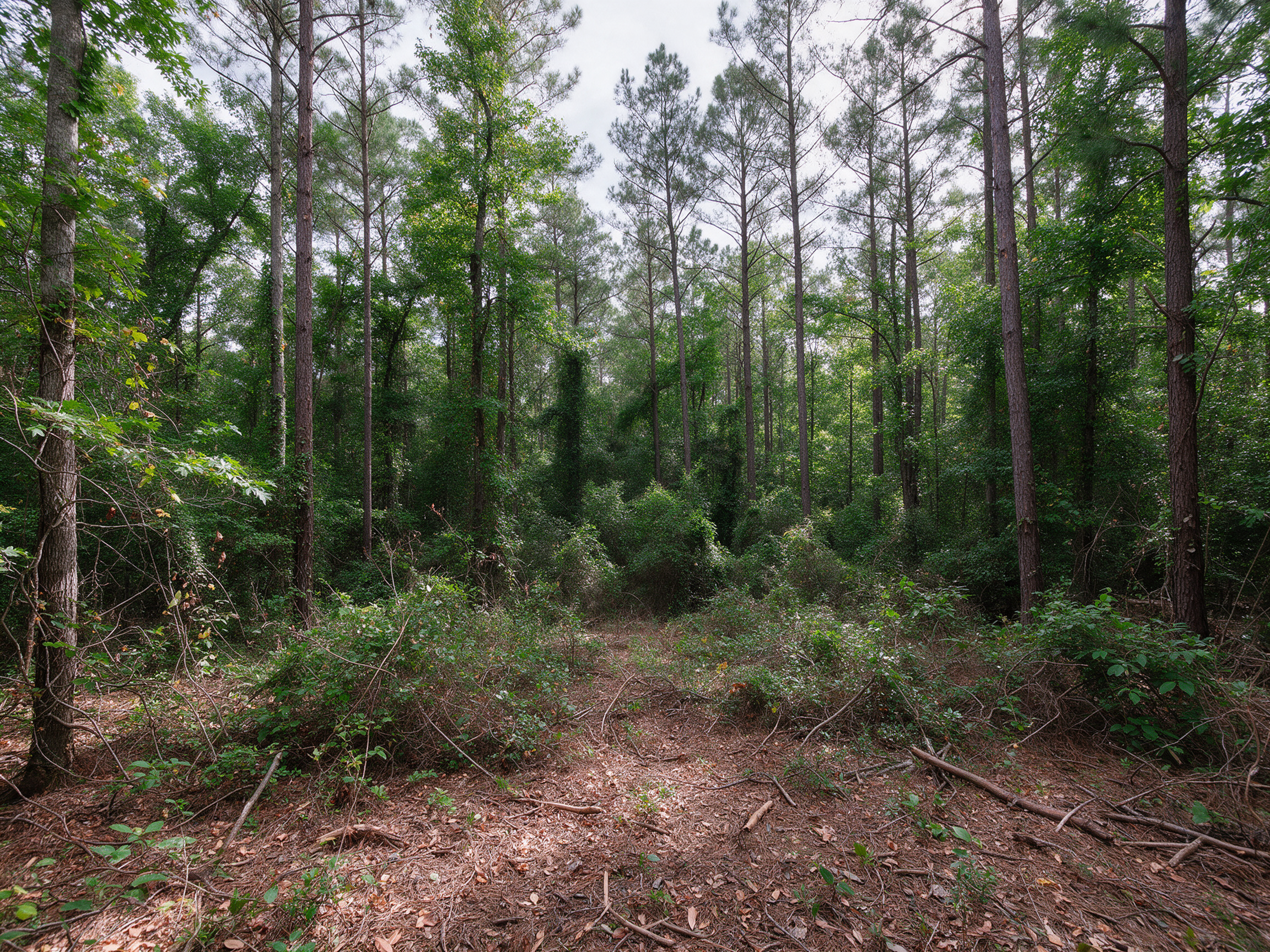 Thick young woods on a hunting tract before clearing